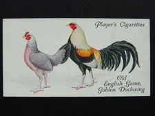 No18 OLD ENGLISH GAME GOLDEN