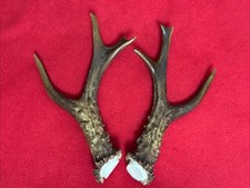 PAIR OF FANCY ROE DEER ANTLERS