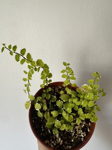 Ficus pumila sunny - ficus, ‚sunny’