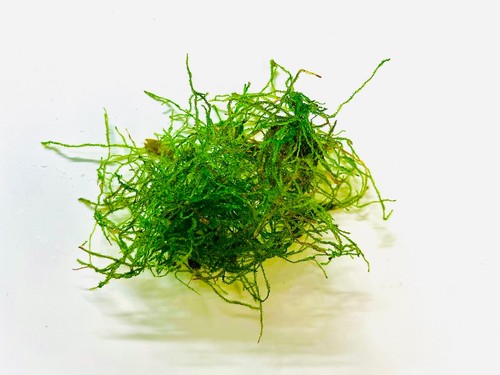 Java moss live aquarium - 5g,