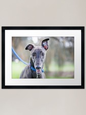 Whippet Framed Art Print