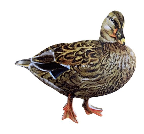 Hen mallard duck - mallard,
