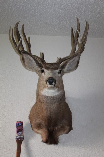Mule deer head shoulder - mule,