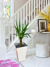 Large spineless yucca - large,