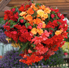 Begonia Illumination X 3