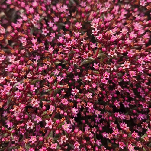 Crassula starlights ruby plant