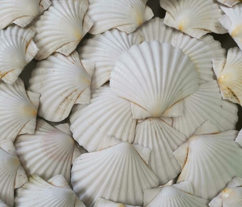 Scottish scallop shells - scallop,