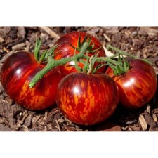 semi di POMODORO REGINA DELLA NOTTE con OMAGGIO