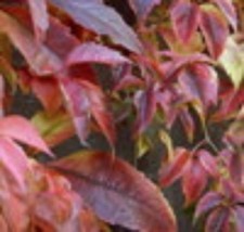 Parthenocissus quinquefolia