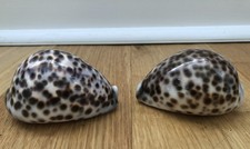 Tiger cowrie tortoise - x,