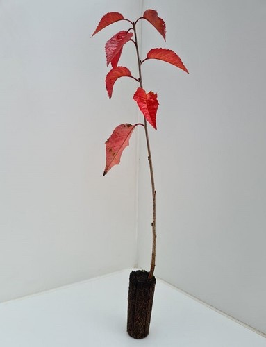 Wild cherry trees - trees,