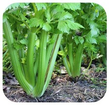Celery 'Victoria' Plug Plants