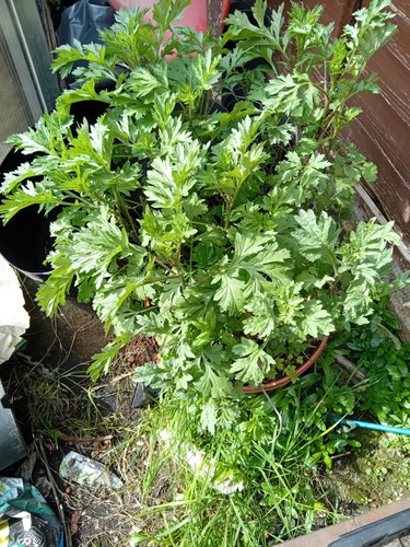 Mugwort herb plants 7cm - plants, in