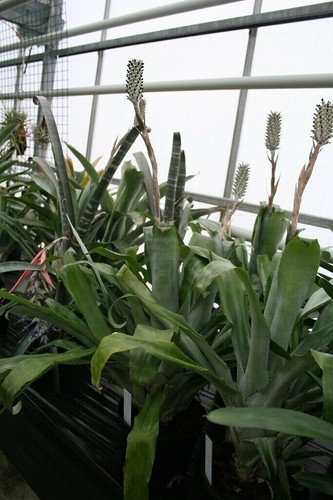 Carioca bromeliad aechmea - bromeliad,