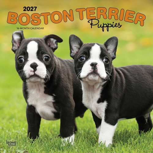 Boston terrier puppies 2027 - terrier,
