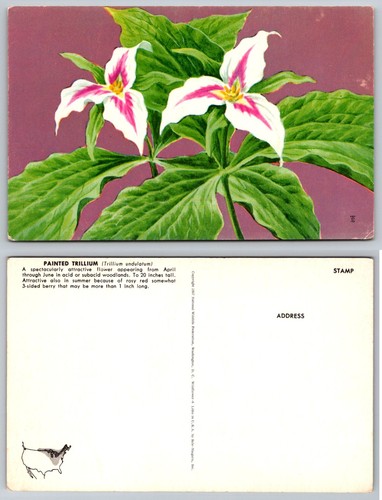 Standard painted trillium - standard,