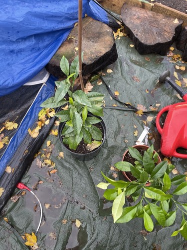 Hosta orange marmalade litre - marmalade, 2