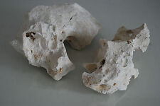 Aquarium Natural Coral Cichlid