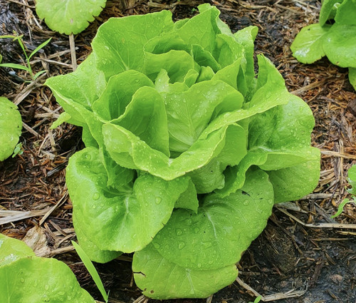 Lettuce all year round plug - lettuce, 6