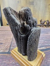 Fossilised Petrified Wood with