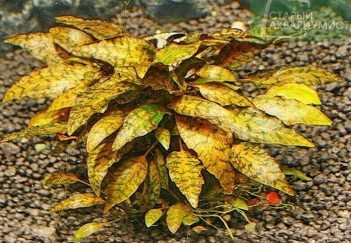 Cryptocoryne nurii live - nurii,