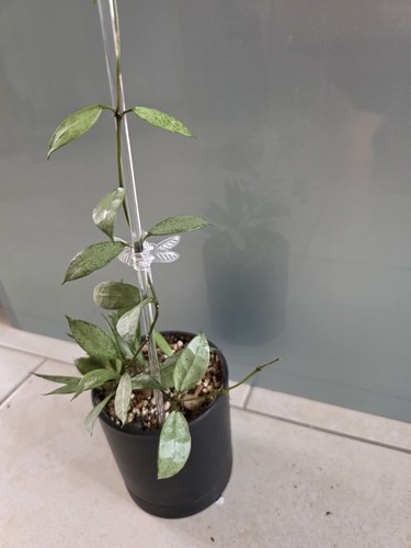 Hoya lacunosa white pearl - pearl, 2