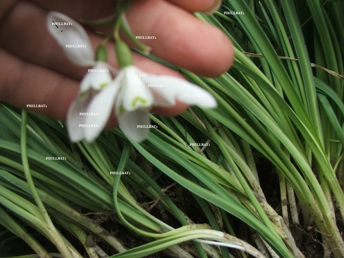 Set snowdrop plants - set,