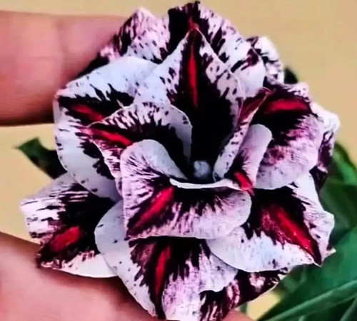 Psychedelic dream desert rose - psychedelic,