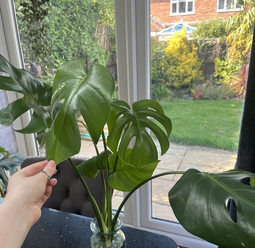 Swiss cheese plant monstera - cheese,