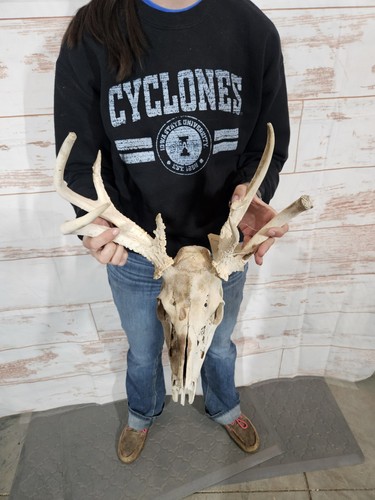 Freak point whitetail deer - freak, 8