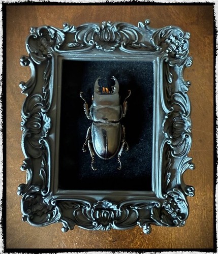 Stag beetle small gothic - beetle,