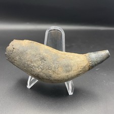 LEVIATHAN ANCIENT WHALE TOOTH