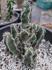 Euphorbia polyancantha large