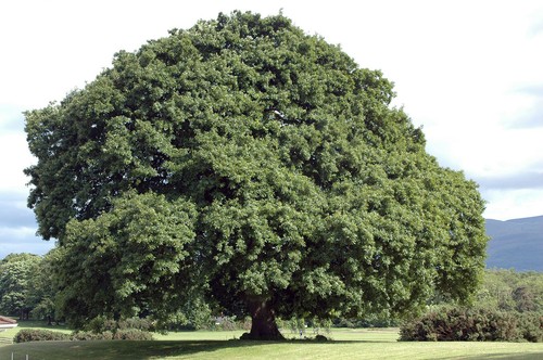 Quercus petraea sessile - quercus, /