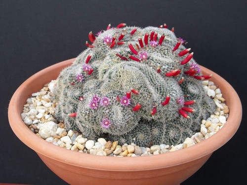 Mammillaria perbella rare