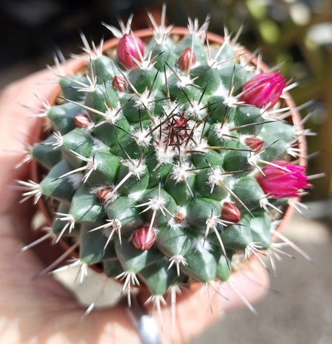 Mammillaria compressa - mammillaria,