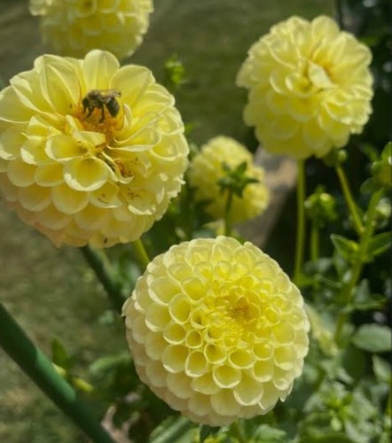 Five dahlia tubers - five, (05)