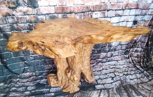 Tree root trunk - trunk, side