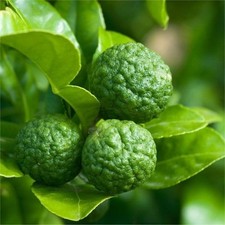 Lime Kaffir Fruit Tree -