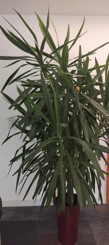 Two large yucca - two,