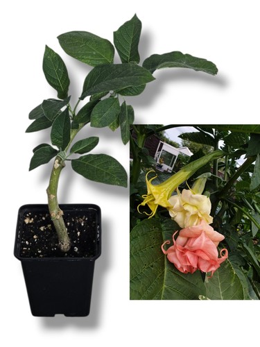 Brugmansia angel trumpet - angel's,