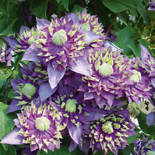 Climbing Plant, Clematis Taiga, Double Exotic Blooms, 9cm Potted Garden Flower