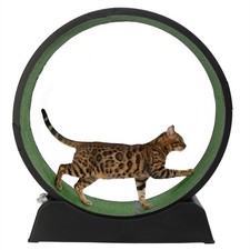 Large Cat Running Treadmill