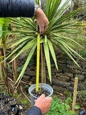 Paulownia Tormentosa Foxglove tree, Empress tree approximately 30cm.