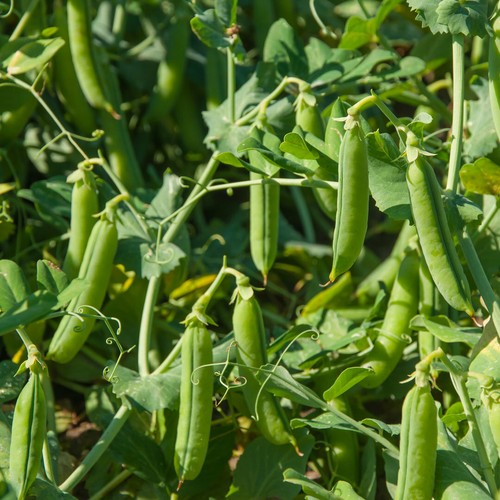 Pea plug plants early - pea, 'early