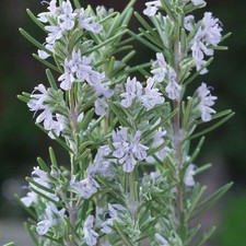 Rosmarinus Miss Jessop's Upright Rosemary Herb Flowering Plant Multiple Sizes