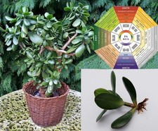 Rooted jade money - plant, wealth