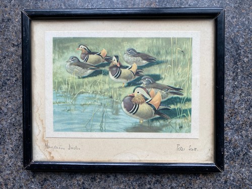 Peter scott signed art - peter,