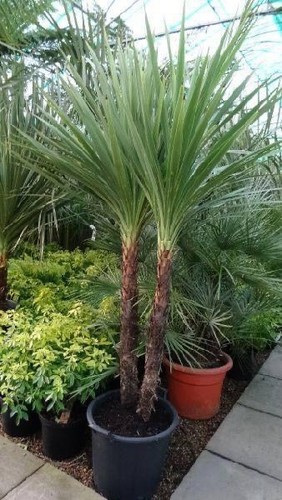Cordyline australis seeds - 10,