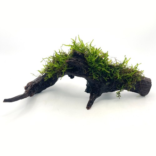Java moss bogwood 15cm - java, 10-15cm